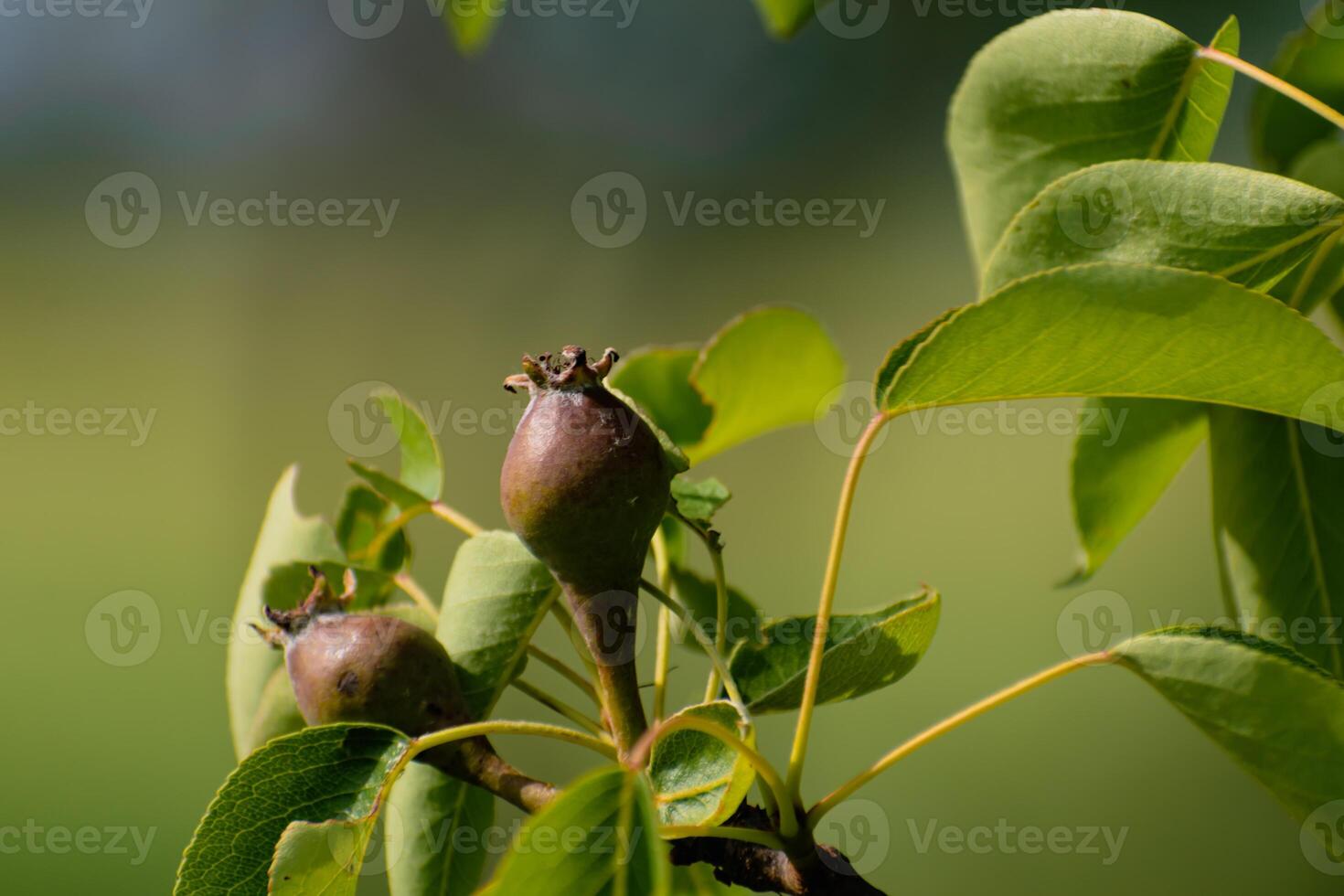 Small ovaries of pear fruit on a young william pear tree in orchard, flowers has just turned into fruit, pyrus communis photo