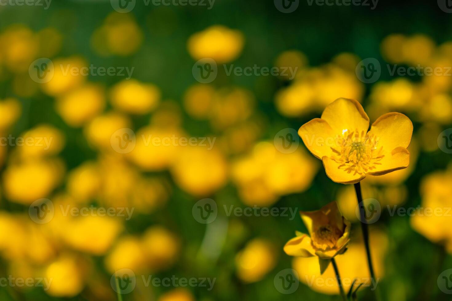 Buttercup or creeping buttercup in a garden in spring, ranunculus repens photo