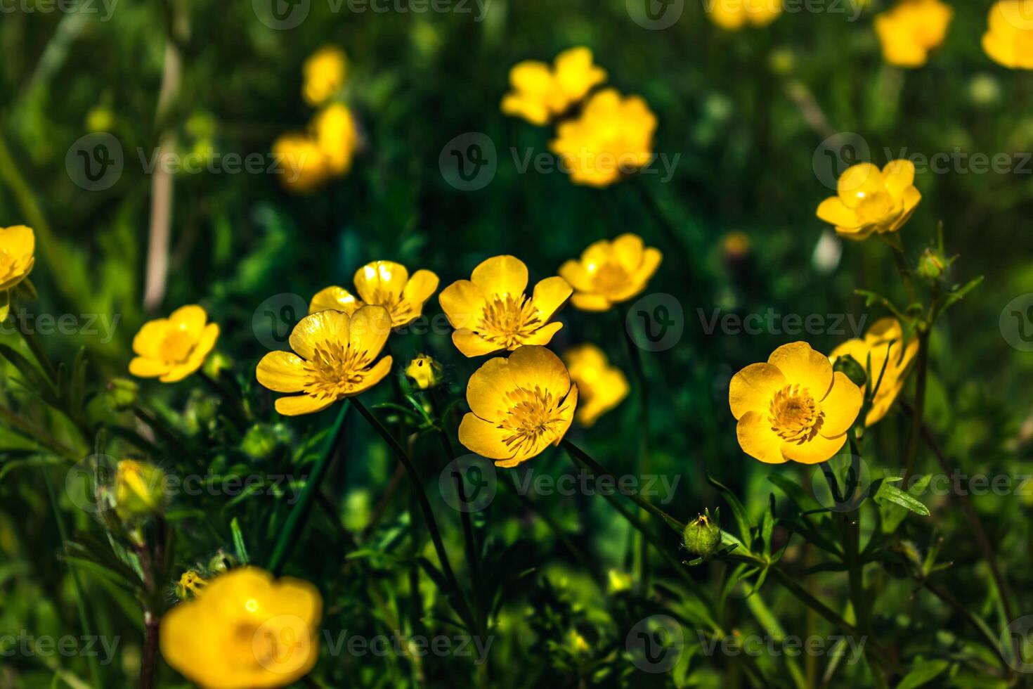 Buttercup or creeping buttercup in a garden in spring, ranunculus repens photo