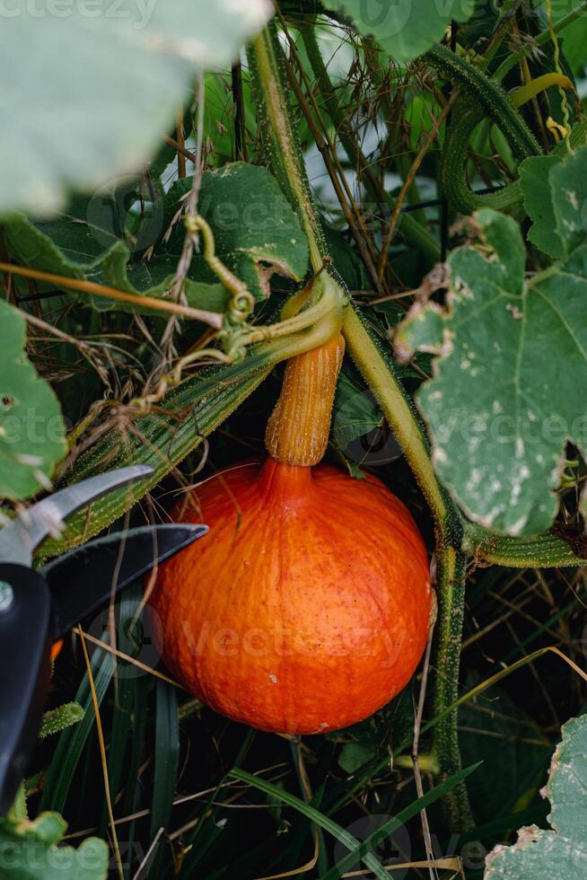 Red kuri squash or onion squash in an ecological garden, cucurbita maxima photo