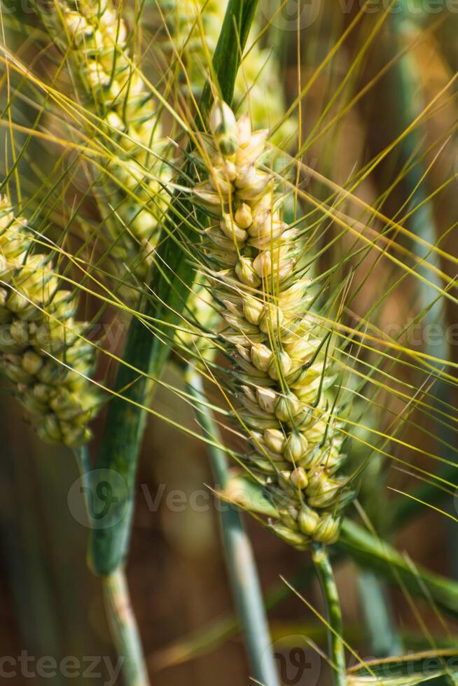 Ears of wheat in a cereal field in summer, stem and grain photo