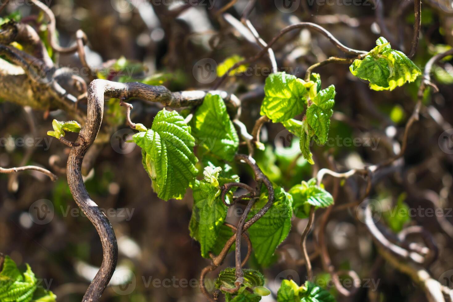 Twisted hazel tree in spring with wavy branches and growing foliage, corylus avellana contorta photo