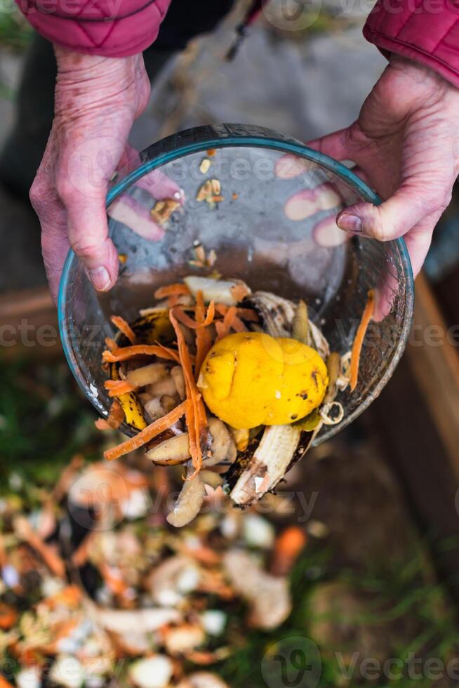Person who put in a composter some kitchen waste like vegetables, fruits, eggshell, coffee grounds in order to sort and make bio fertilizer photo