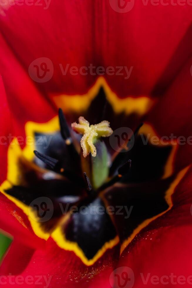 Red tulip in a garden in spring, love and health care concept, tulipa photo