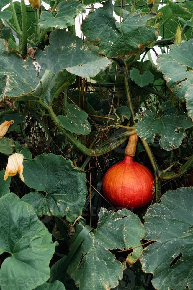 Red kuri squash or onion squash in an ecological garden, cucurbita maxima photo