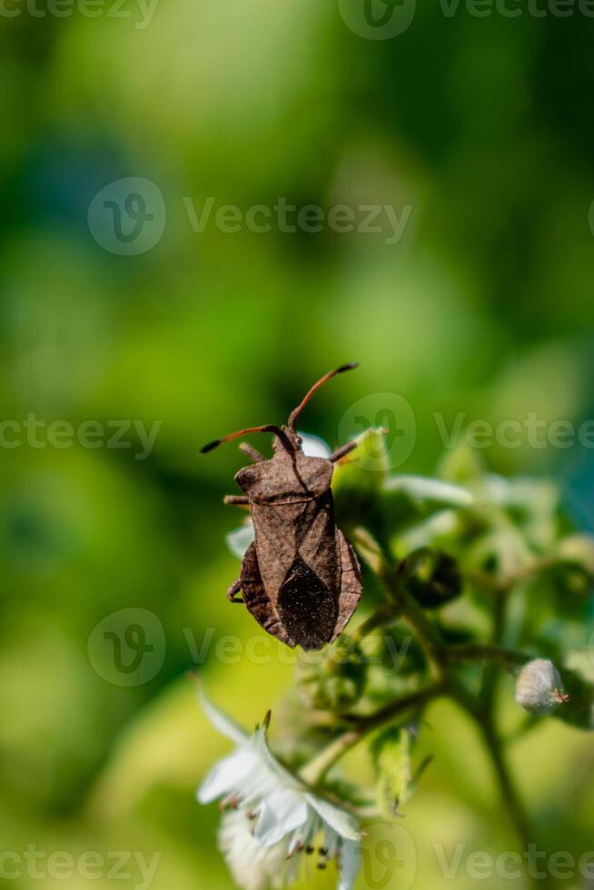 Dock leaf bug, heteropteran insect, bug of the coreidae family, coreus marginatus photo
