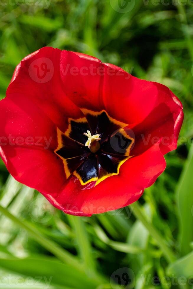 Red tulip in a garden in spring, love and health care concept, tulipa photo