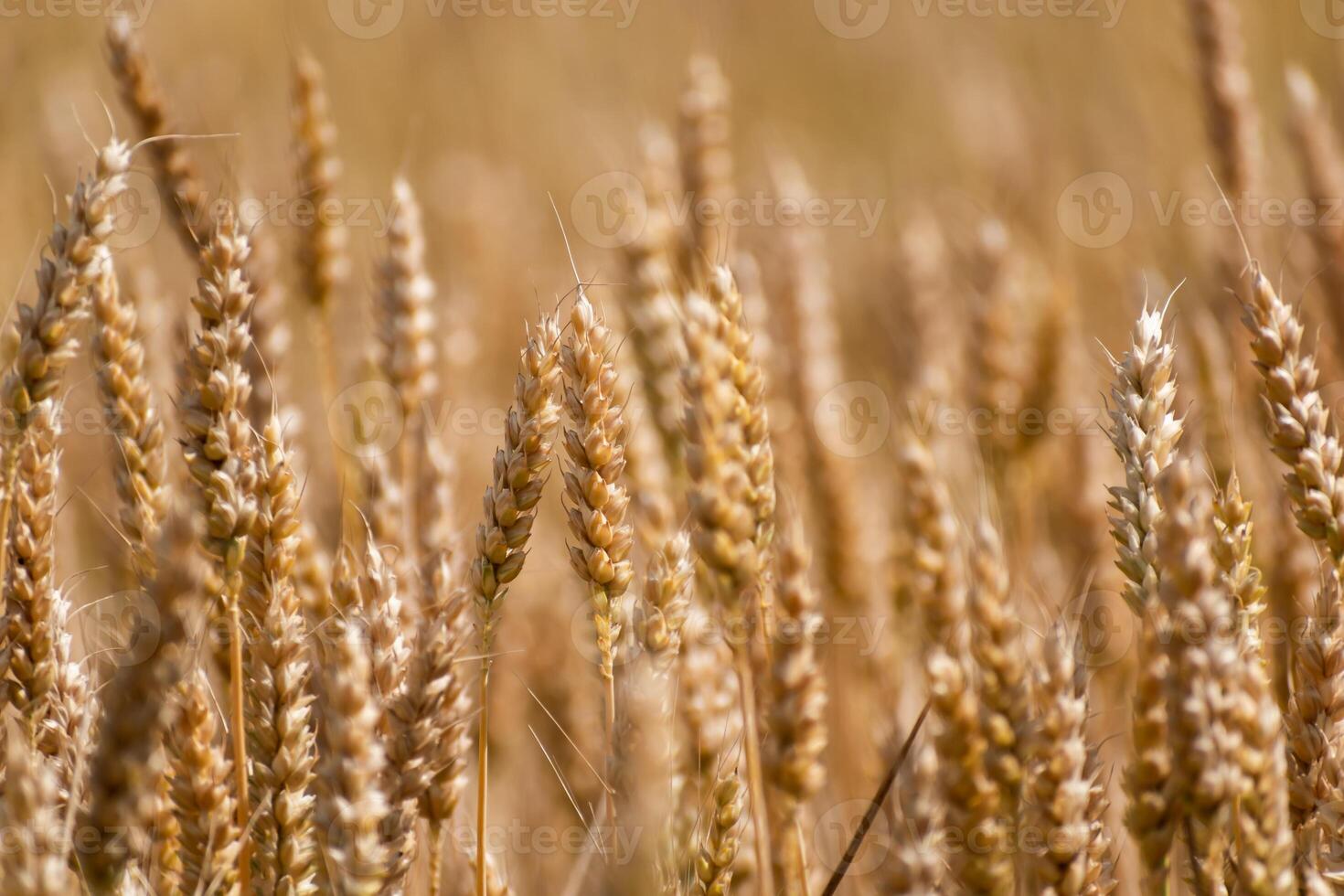 Ears of wheat in a cereal field in summer, stem and grain photo