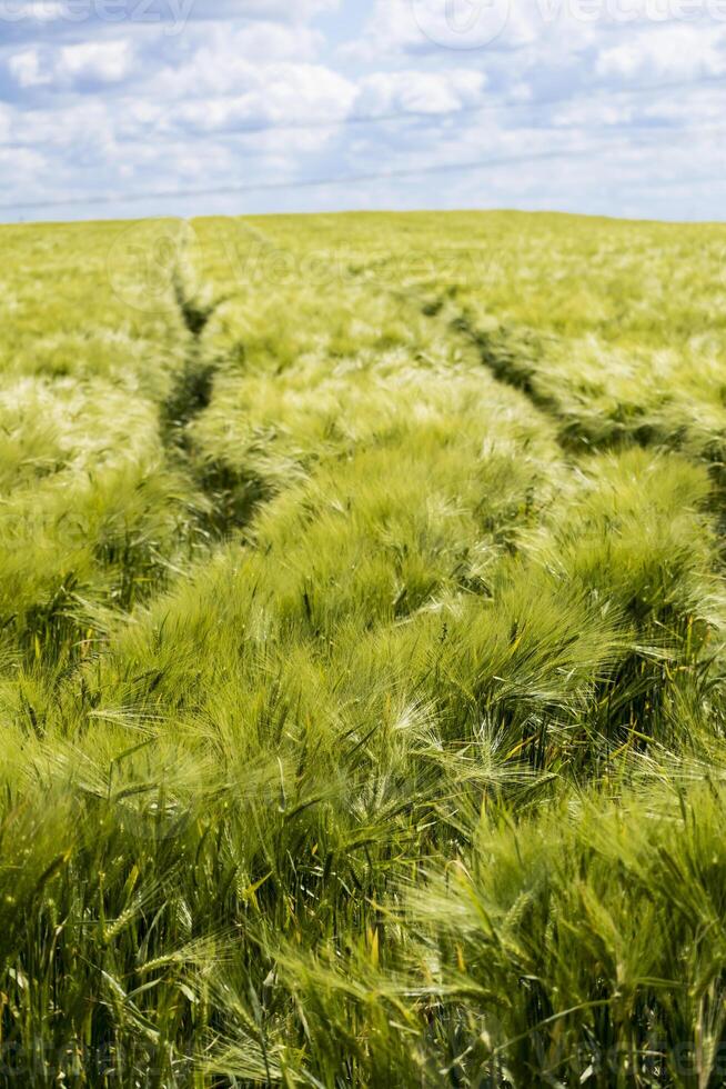 Beautiful green barley field in midsummer with lots of sunshine and blue sky, hordeum photo