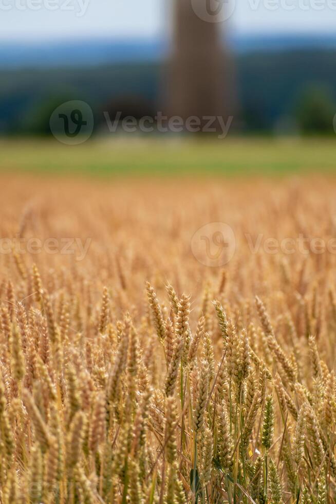 Ears of wheat in a cereal field in summer, stem and grain photo