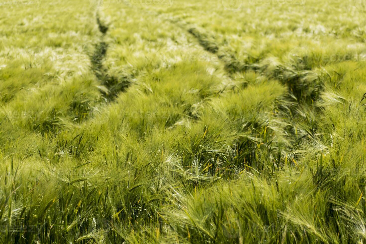 Beautiful green barley field in midsummer with lots of sunshine and blue sky, hordeum photo