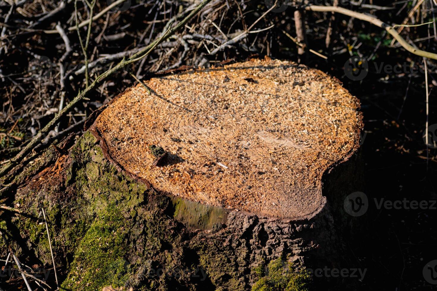 Cut tree trunks, dead fir to produce biomass, deforestation scene in rural landscape photo