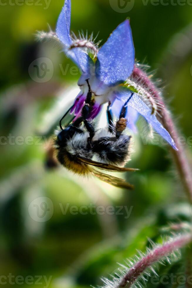 Borage flower for cooking, salad, soup, herbal infusion, borago officinalis photo