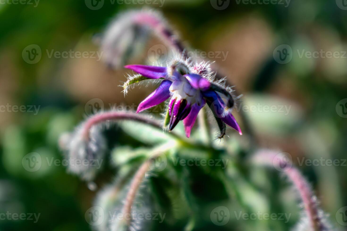 Borage flower for cooking, salad, soup, herbal infusion, borago officinalis photo