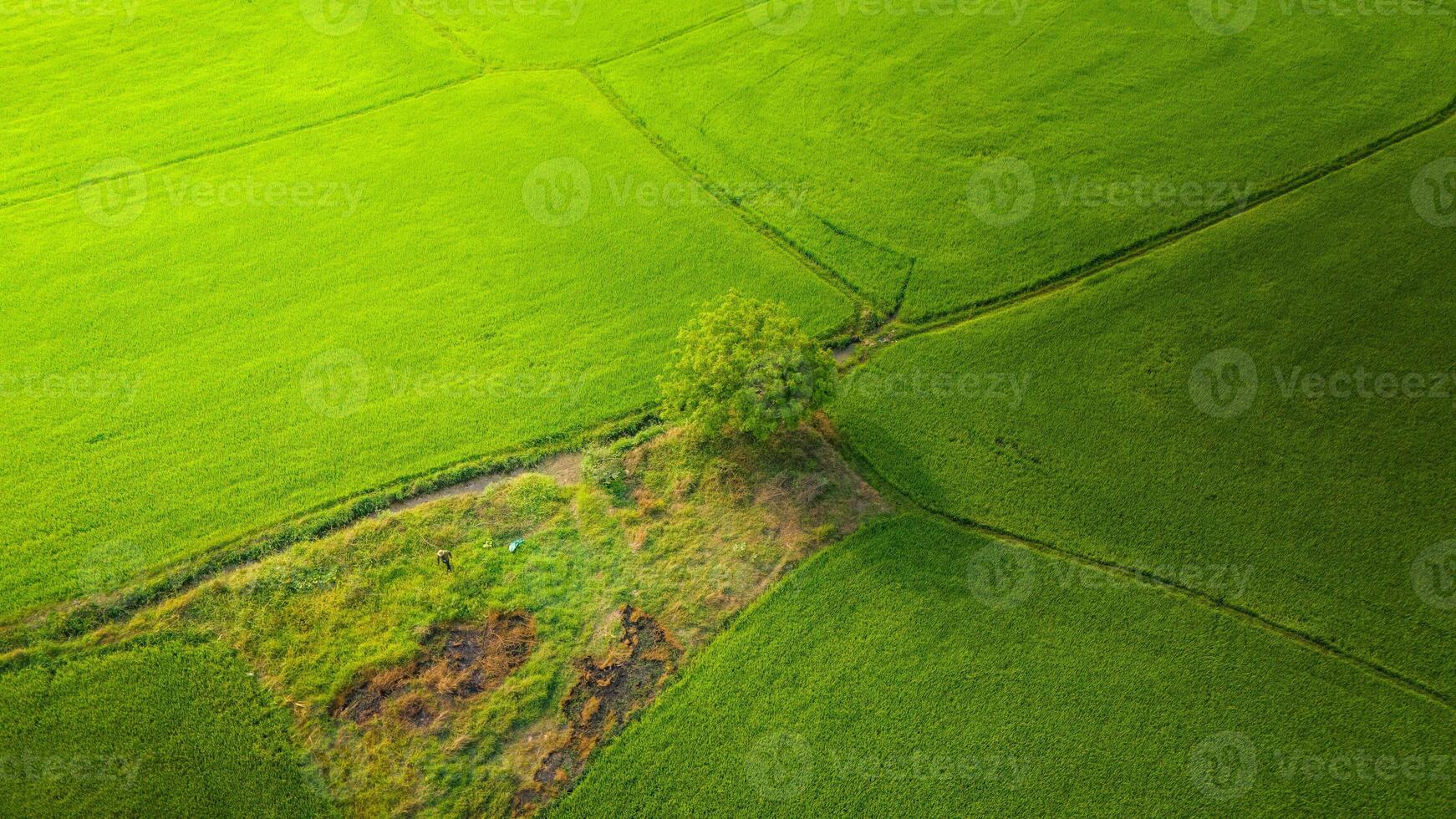 The many green rice fields separated by peasant paths, in summer and a sunny day photo
