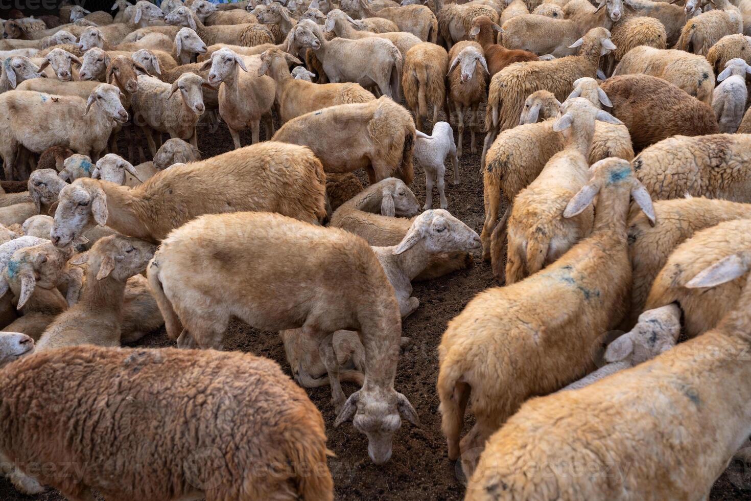 Herd of sheep on desert in Ninh Thuan province, Vietnam photo