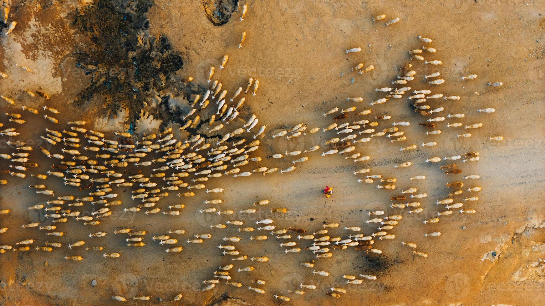 A local woman and a large sheep flock returning to the barn in the sunset, after a day of feeding in the mountains in Ninh Thuan Province, Vietnam. photo