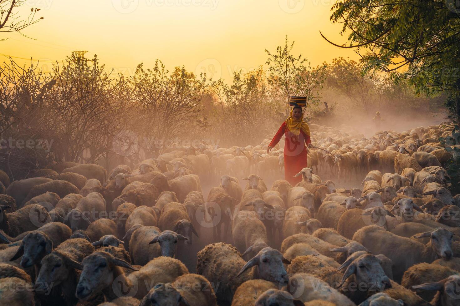 A local woman and a large sheep flock returning to the barn in the sunset, after a day of feeding in the mountains in Ninh Thuan Province, Vietnam. photo