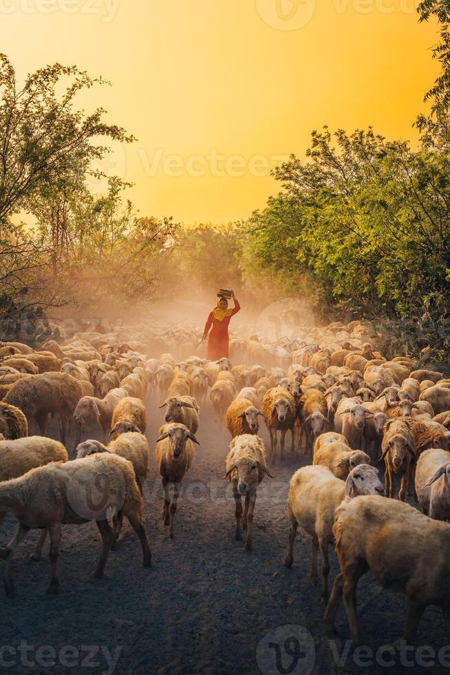A local woman and a large sheep flock returning to the barn in the sunset, after a day of feeding in the mountains in Ninh Thuan Province, Vietnam. photo