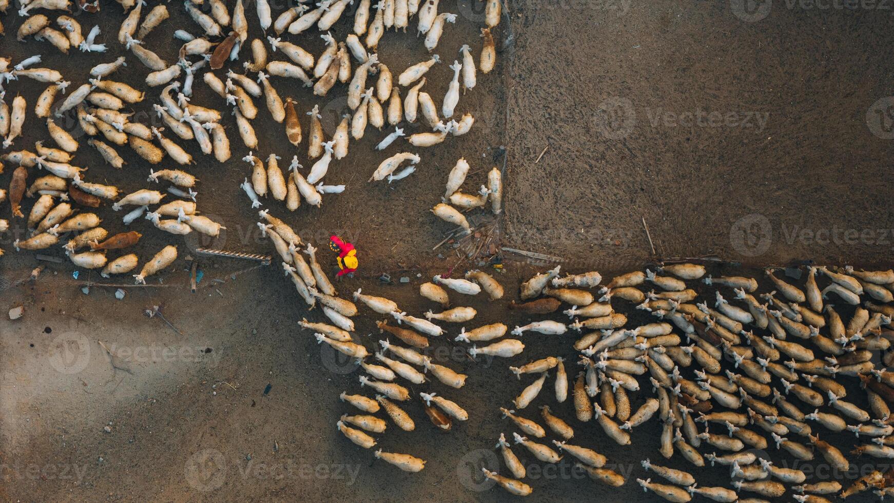 A local woman and a large sheep flock returning to the barn in the sunset, after a day of feeding in the mountains in Ninh Thuan Province, Vietnam. photo