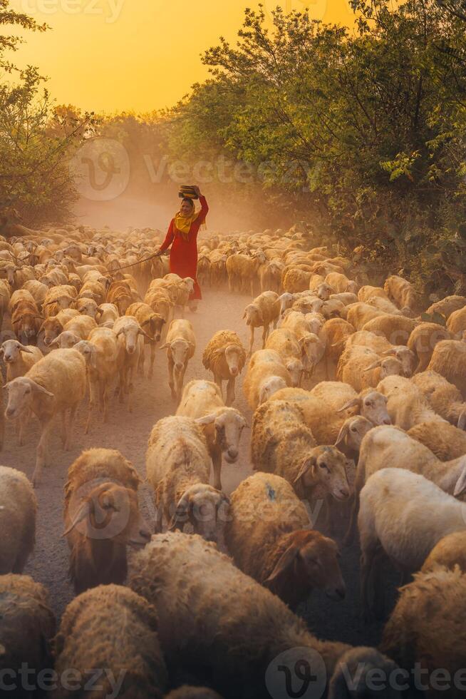 A local woman and a large sheep flock returning to the barn in the sunset, after a day of feeding in the mountains in Ninh Thuan Province, Vietnam. photo