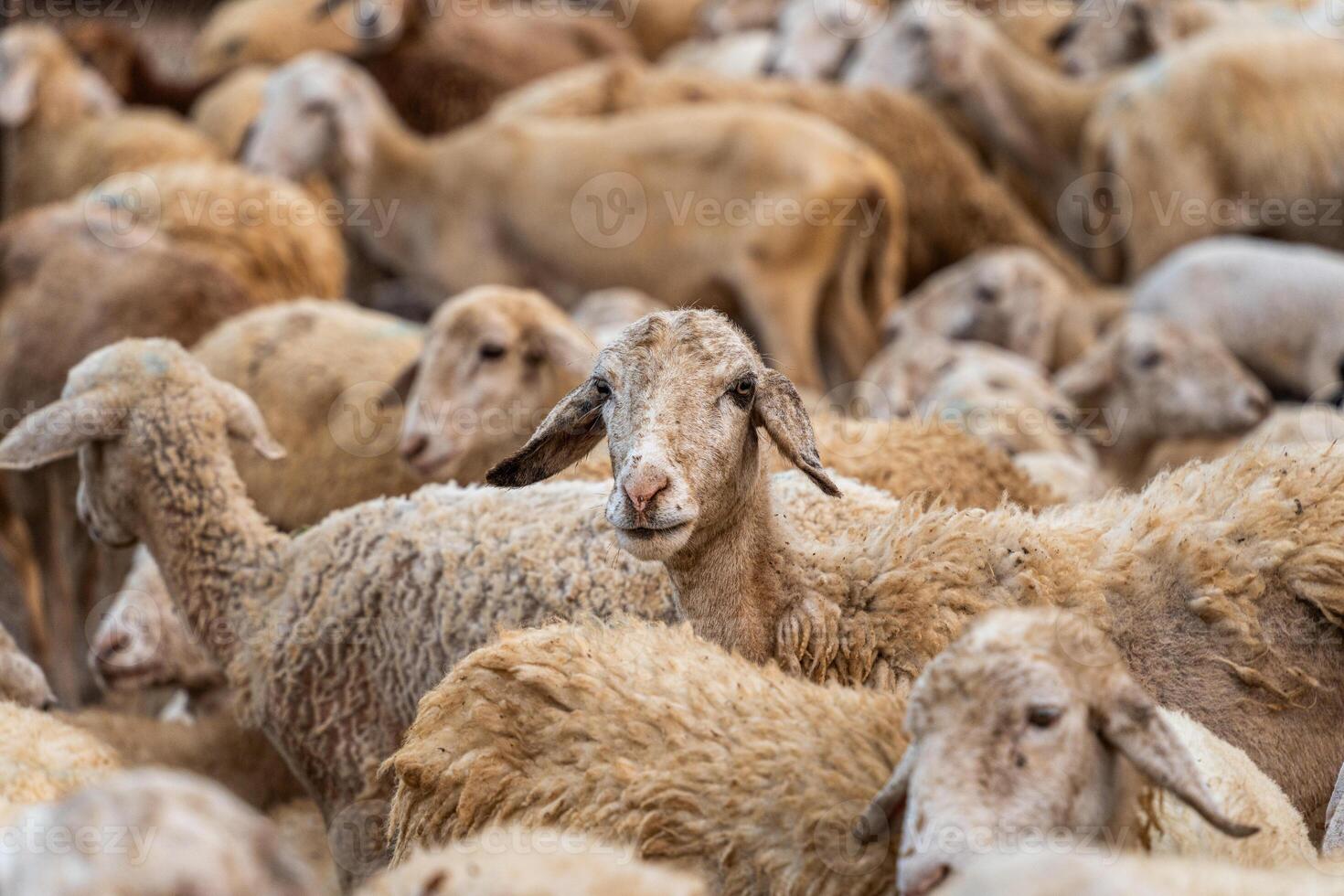 Herd of sheep on desert in Ninh Thuan province, Vietnam photo