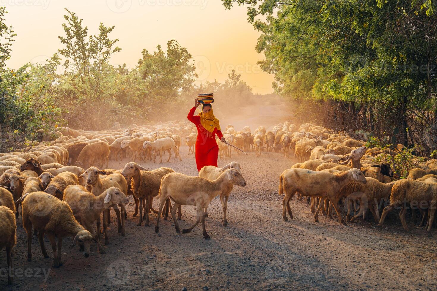 A local woman and a large sheep flock returning to the barn in the sunset, after a day of feeding in the mountains in Ninh Thuan Province, Vietnam. photo