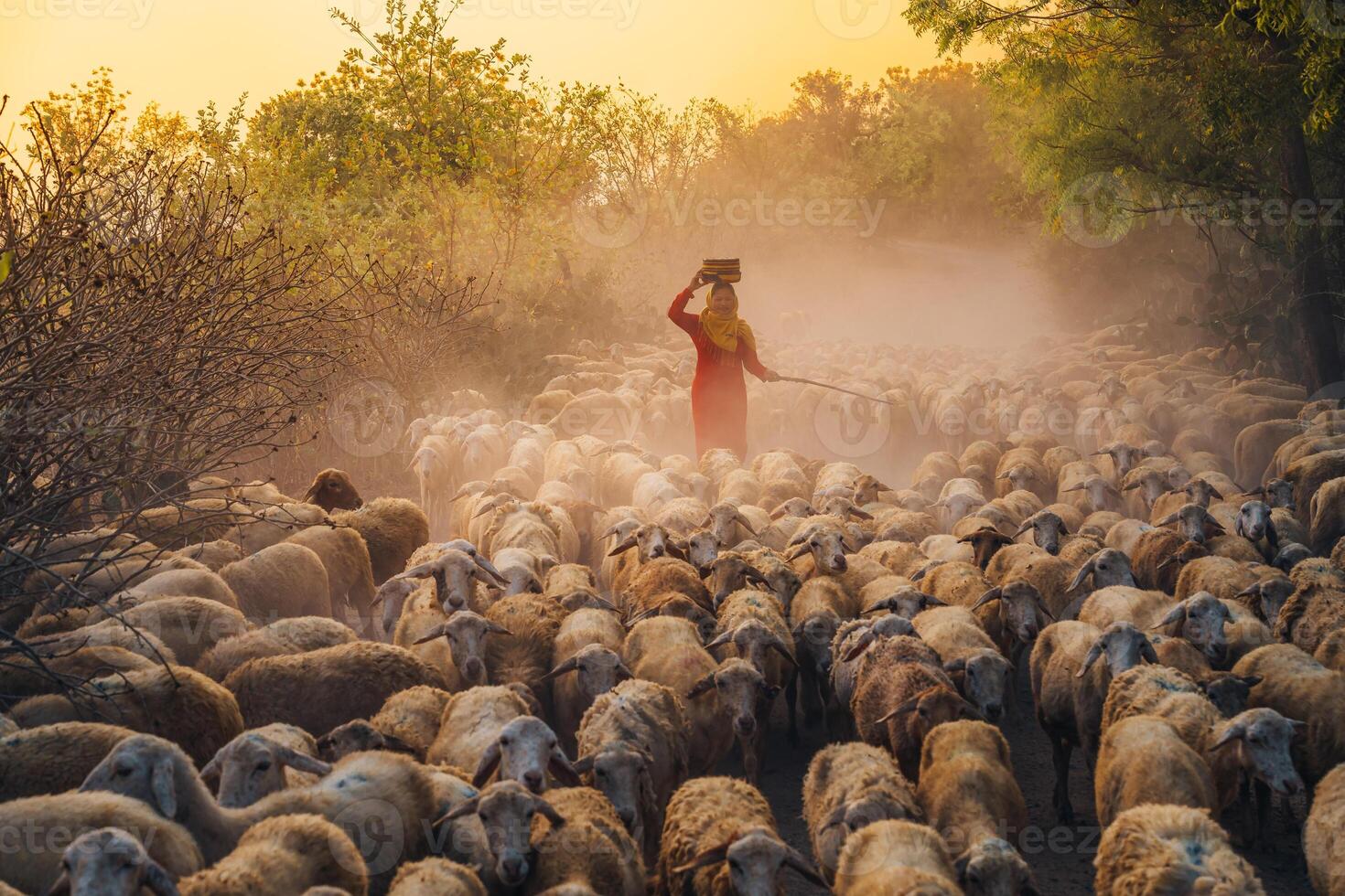 un local mujer y un grande oveja rebaño volviendo a el granero en el atardecer, después un día de alimentación en el montañas en ninh Thuan provincia, Vietnam. foto