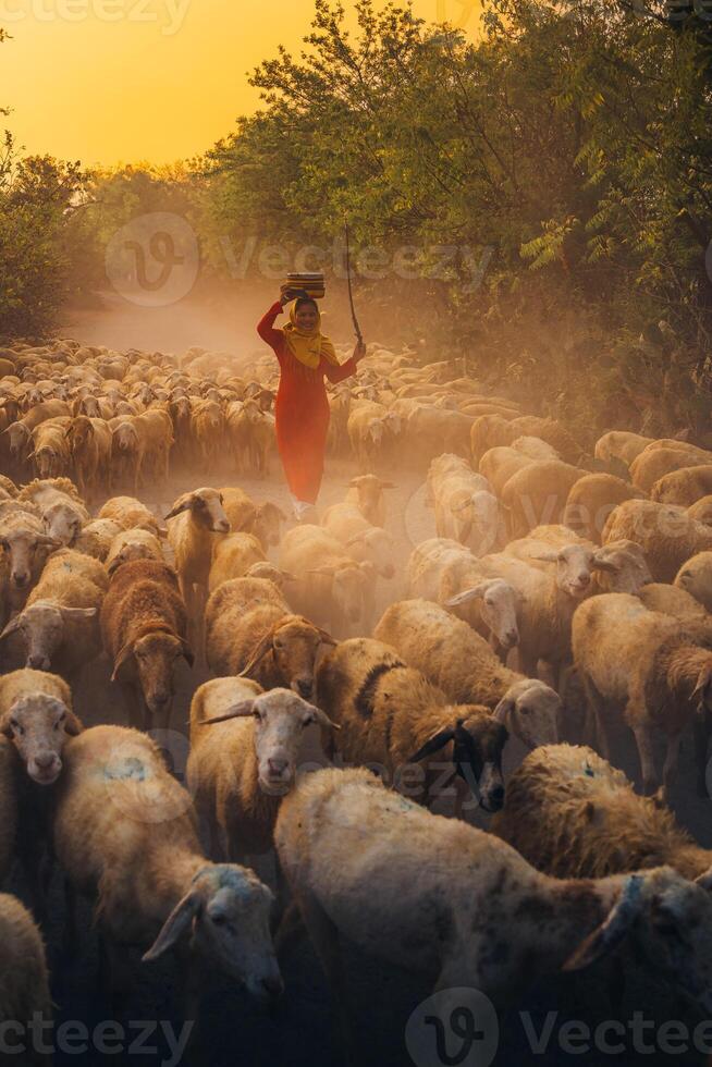 A local woman and a large sheep flock returning to the barn in the sunset, after a day of feeding in the mountains in Ninh Thuan Province, Vietnam. photo