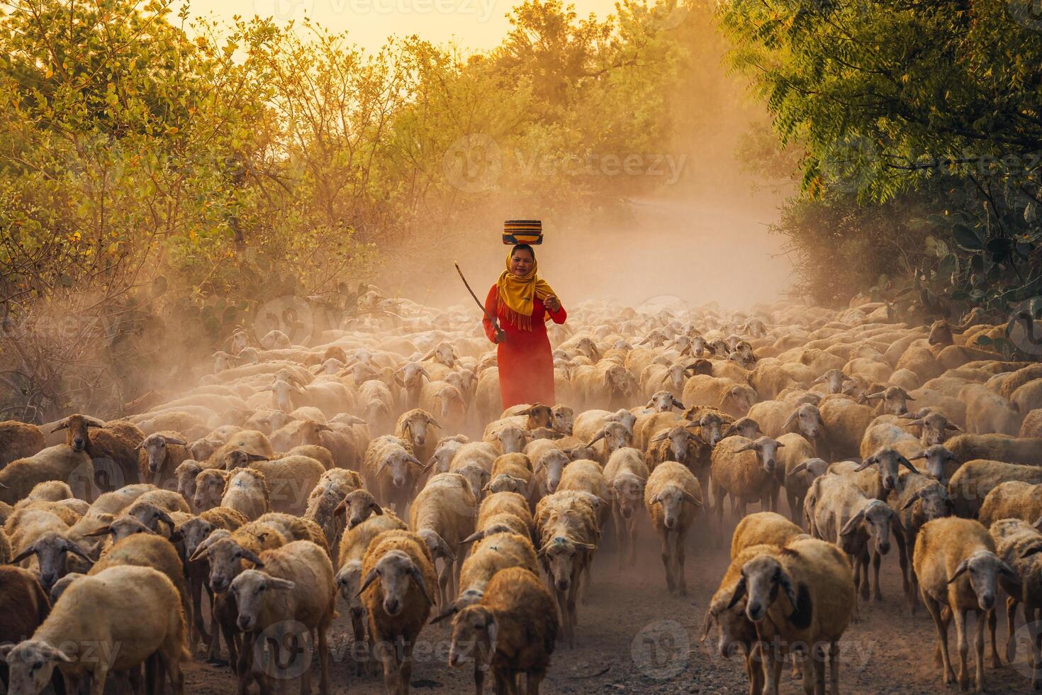 A local woman and a large sheep flock returning to the barn in the sunset, after a day of feeding in the mountains in Ninh Thuan Province, Vietnam. photo