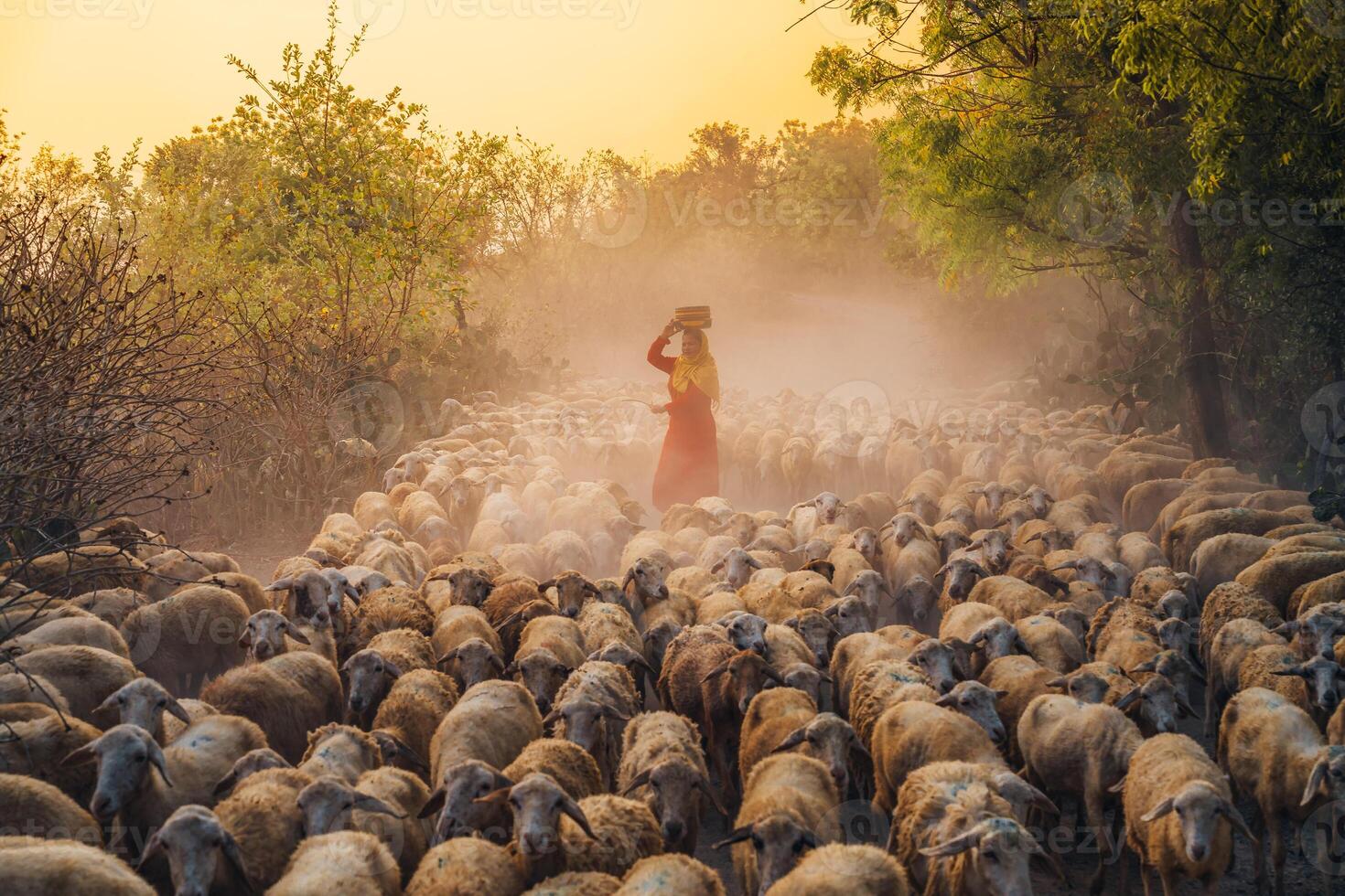 A local woman and a large sheep flock returning to the barn in the sunset, after a day of feeding in the mountains in Ninh Thuan Province, Vietnam. photo