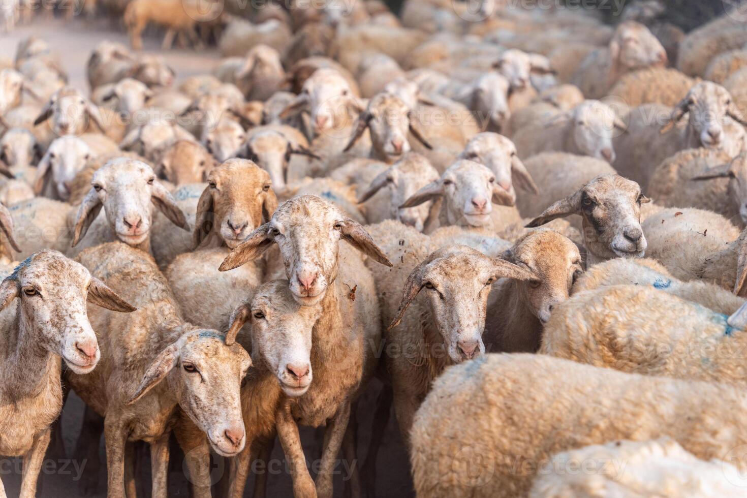 Herd of sheep on desert in Ninh Thuan province, Vietnam photo