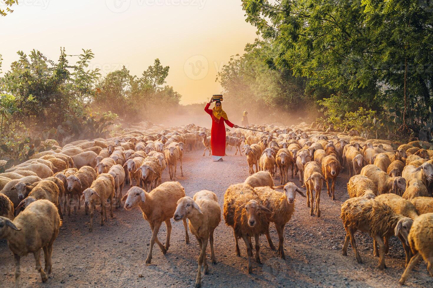 A local woman and a large sheep flock returning to the barn in the sunset, after a day of feeding in the mountains in Ninh Thuan Province, Vietnam. photo