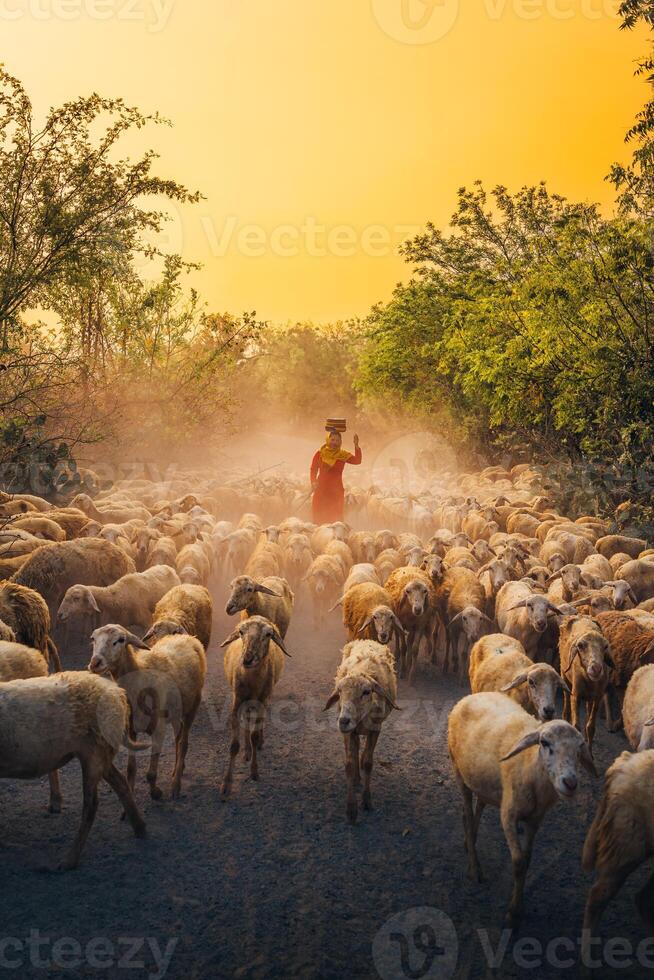 un local mujer y un grande oveja rebaño volviendo a el granero en el atardecer, después un día de alimentación en el montañas en ninh Thuan provincia, Vietnam. foto