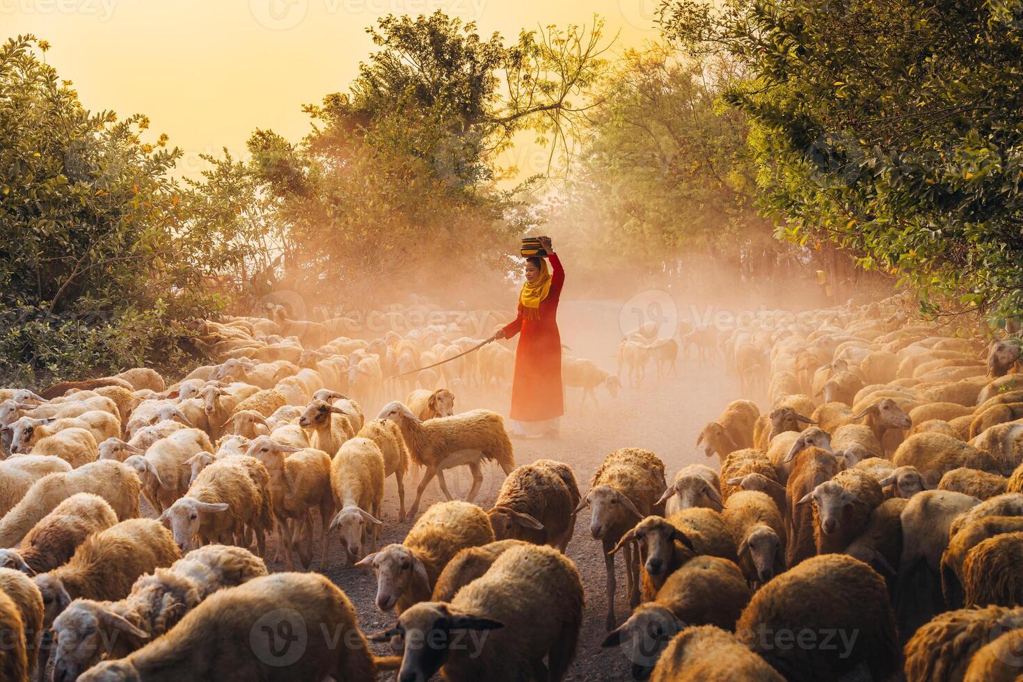 A local woman and a large sheep flock returning to the barn in the sunset, after a day of feeding in the mountains in Ninh Thuan Province, Vietnam. photo