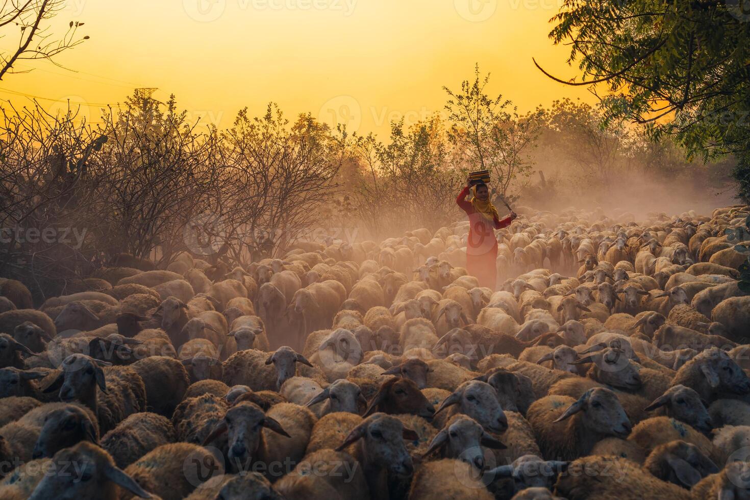 A local woman and a large sheep flock returning to the barn in the sunset, after a day of feeding in the mountains in Ninh Thuan Province, Vietnam. photo