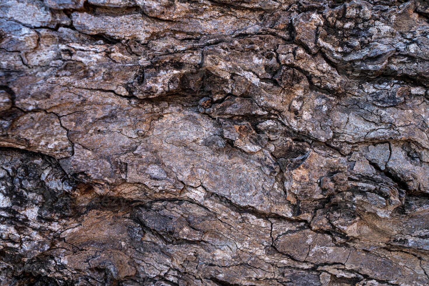 close up of tree bark pattern background photo