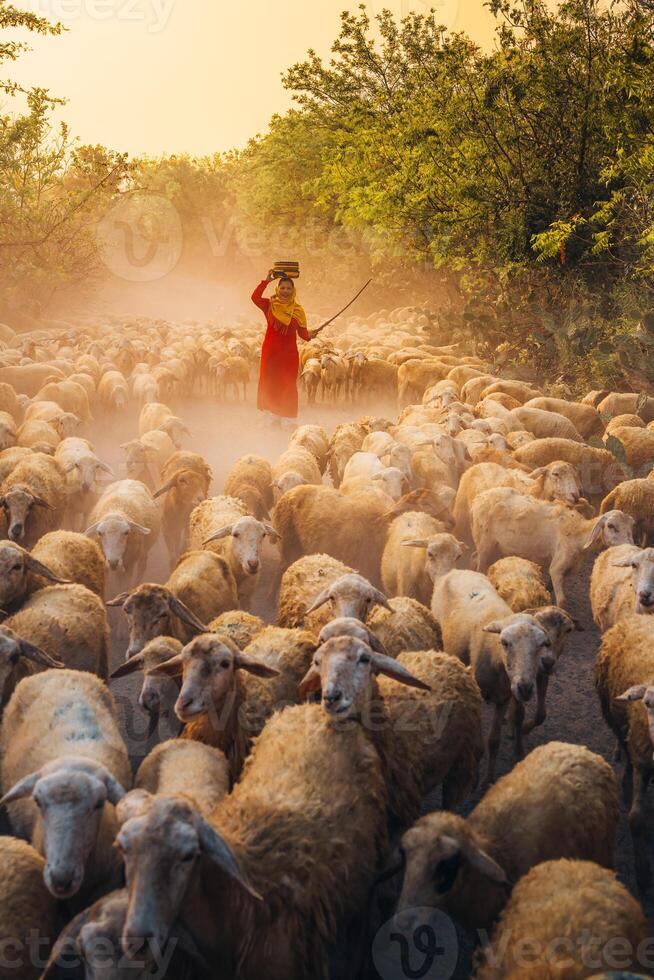 A local woman and a large sheep flock returning to the barn in the sunset, after a day of feeding in the mountains in Ninh Thuan Province, Vietnam. photo