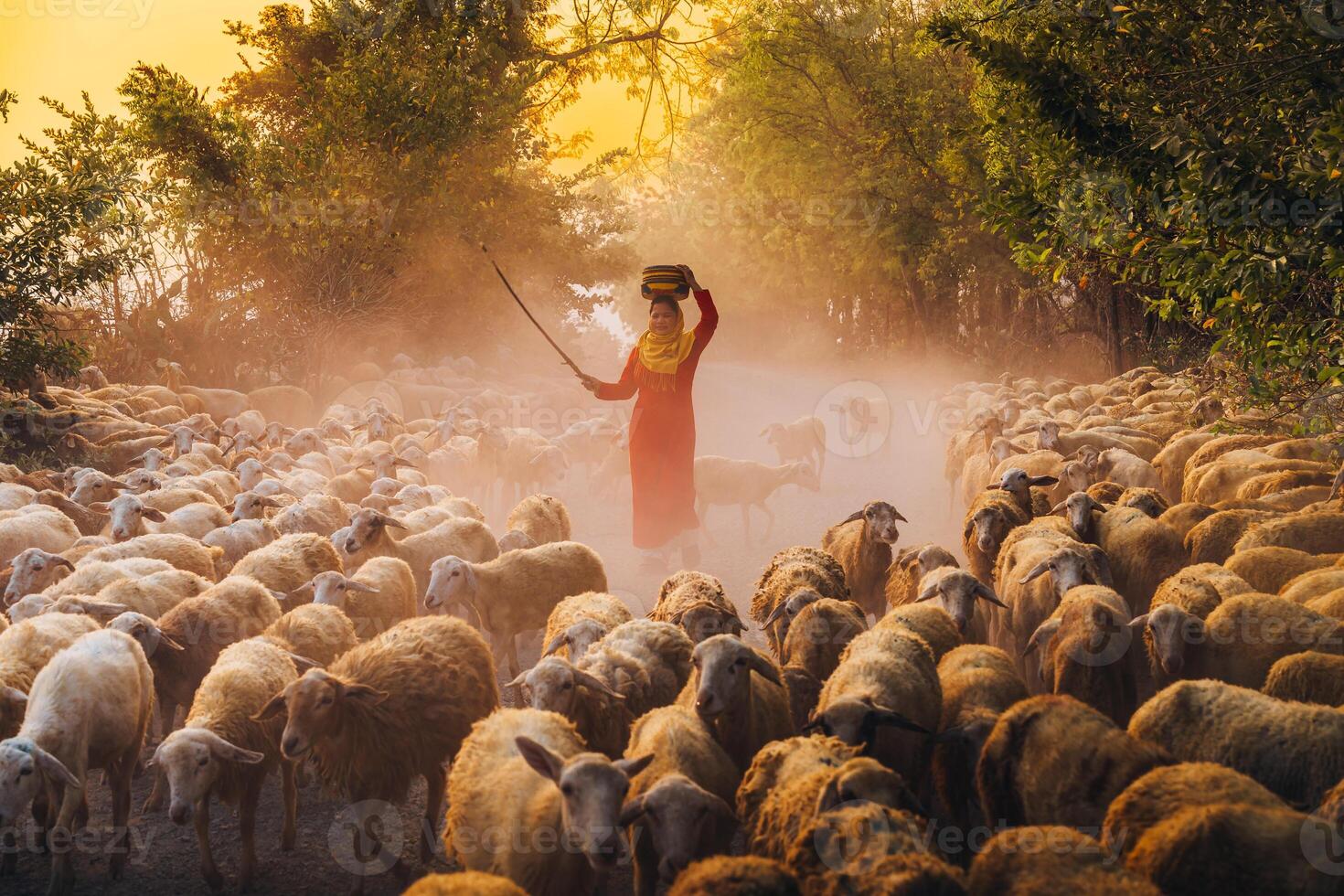 A local woman and a large sheep flock returning to the barn in the sunset, after a day of feeding in the mountains in Ninh Thuan Province, Vietnam. photo