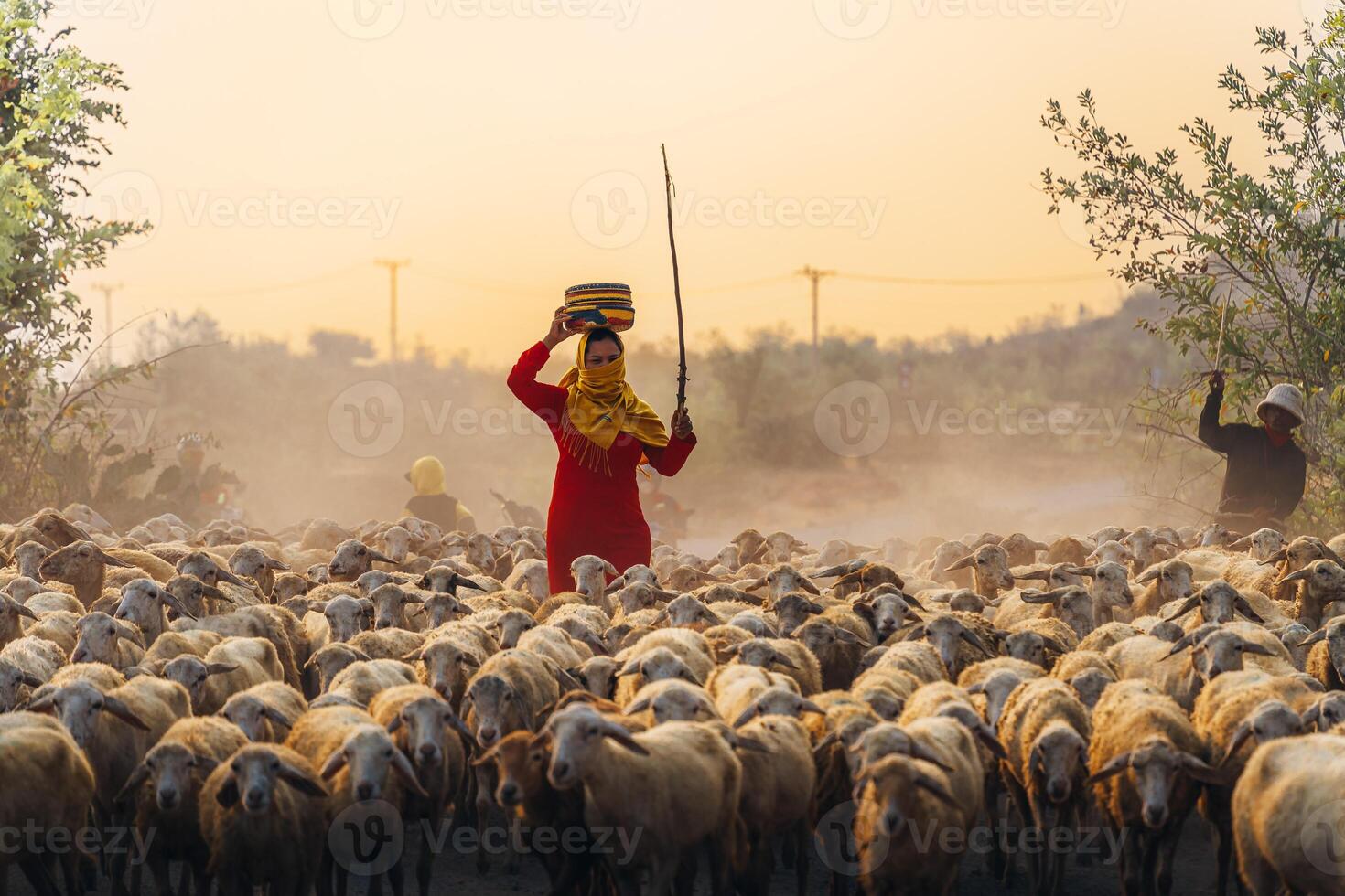 A local woman and a large sheep flock returning to the barn in the sunset, after a day of feeding in the mountains in Ninh Thuan Province, Vietnam. photo