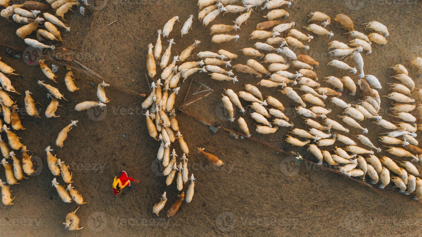 A local woman and a large sheep flock returning to the barn in the sunset, after a day of feeding in the mountains in Ninh Thuan Province, Vietnam. photo