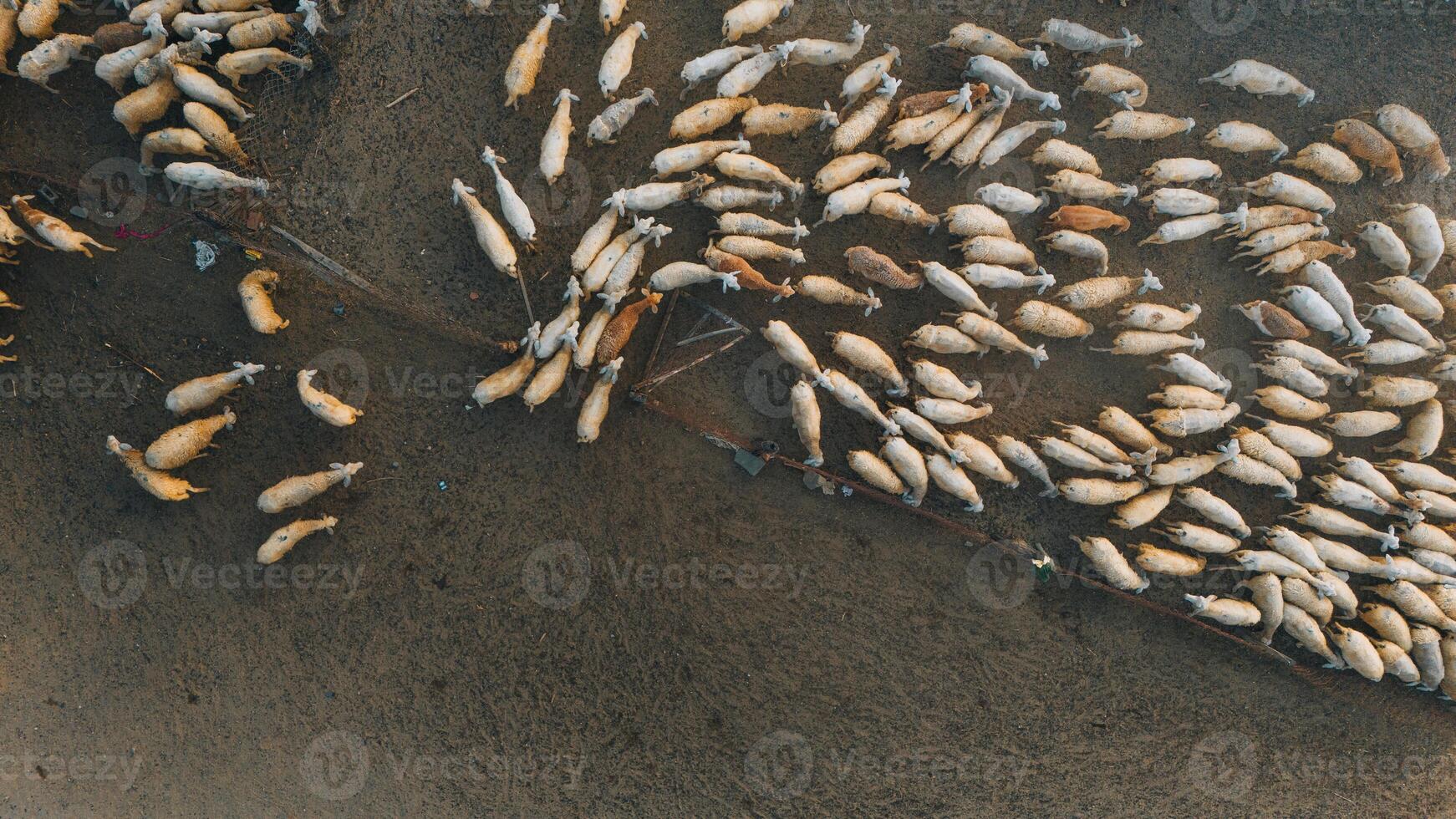 Herd of sheep on desert in Ninh Thuan province, Vietnam photo