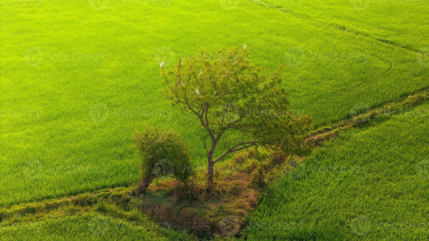 The many green rice fields separated by peasant paths, in summer and a sunny day photo