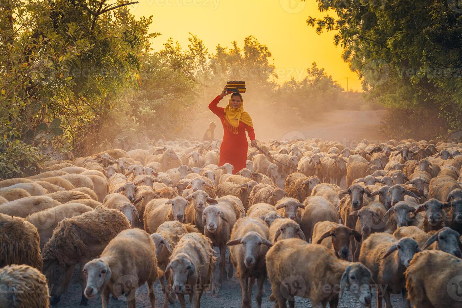 A local woman and a large sheep flock returning to the barn in the sunset, after a day of feeding in the mountains in Ninh Thuan Province, Vietnam. photo