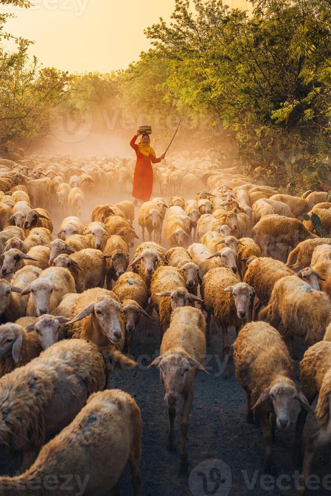 un local mujer y un grande oveja rebaño volviendo a el granero en el atardecer, después un día de alimentación en el montañas en ninh Thuan provincia, Vietnam. foto