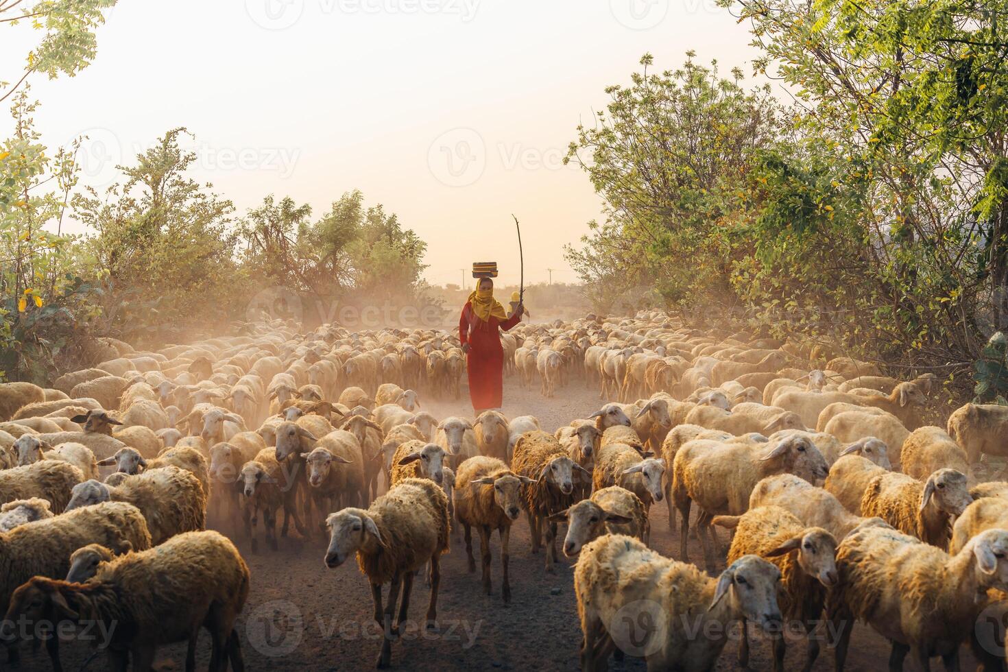 A local woman and a large sheep flock returning to the barn in the sunset, after a day of feeding in the mountains in Ninh Thuan Province, Vietnam. photo