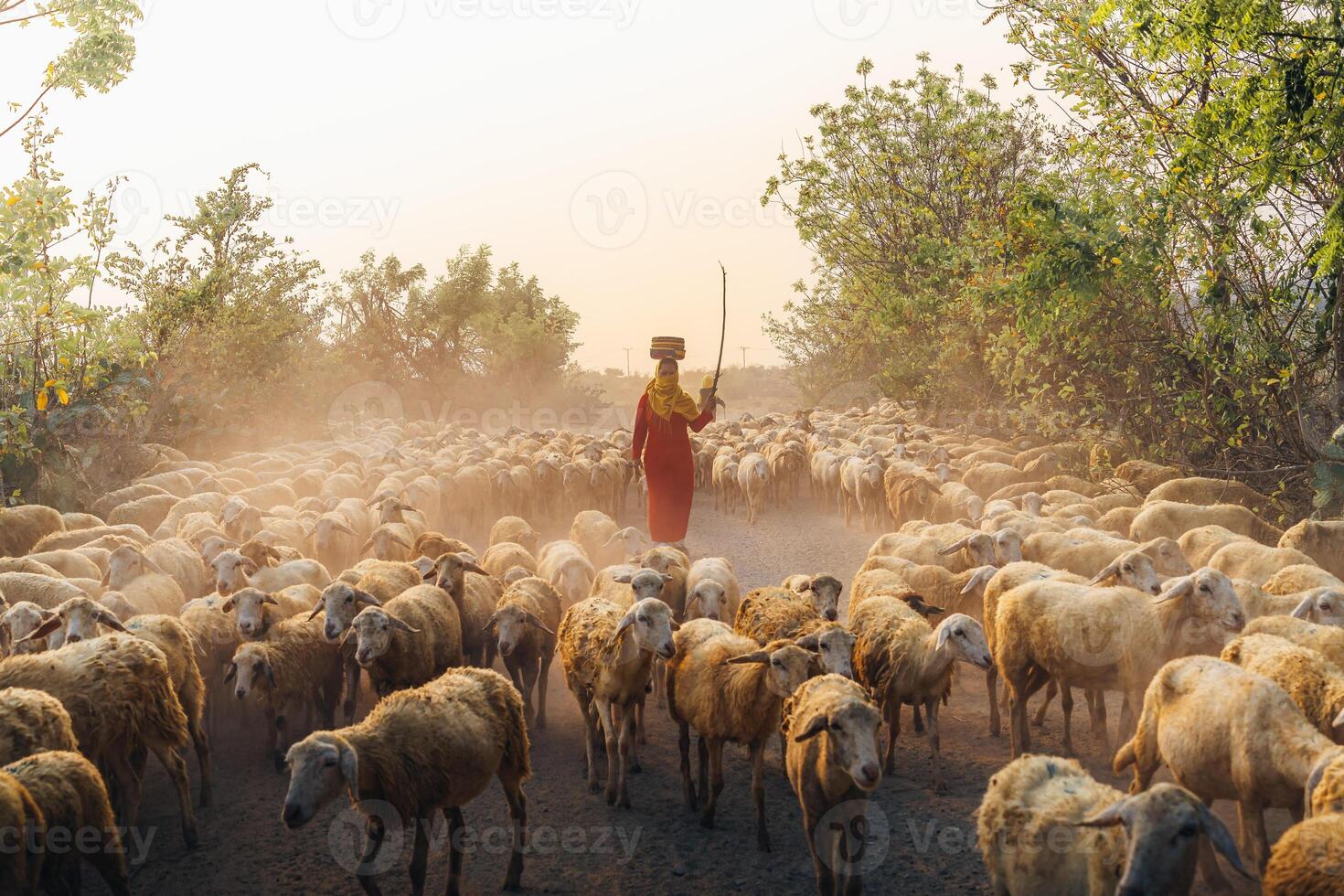 A local woman and a large sheep flock returning to the barn in the sunset, after a day of feeding in the mountains in Ninh Thuan Province, Vietnam. photo