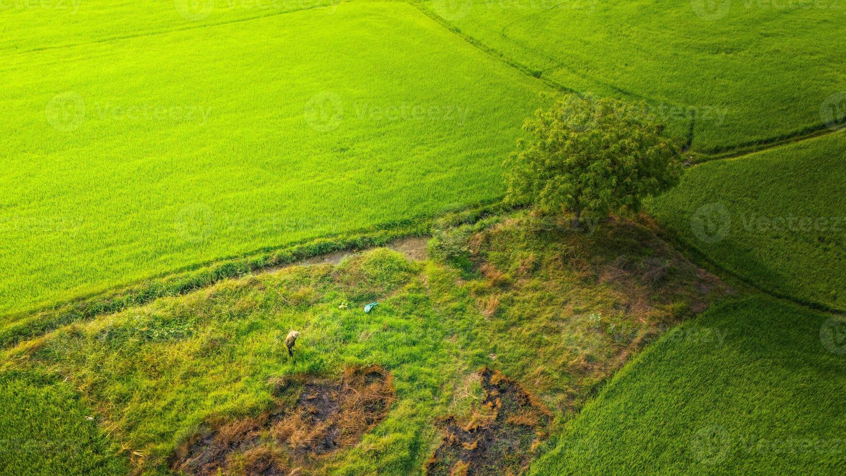 The many green rice fields separated by peasant paths, in summer and a sunny day photo