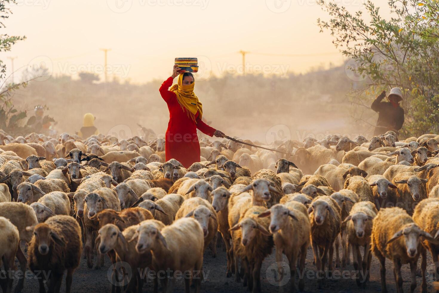 A local woman and a large sheep flock returning to the barn in the sunset, after a day of feeding in the mountains in Ninh Thuan Province, Vietnam. photo