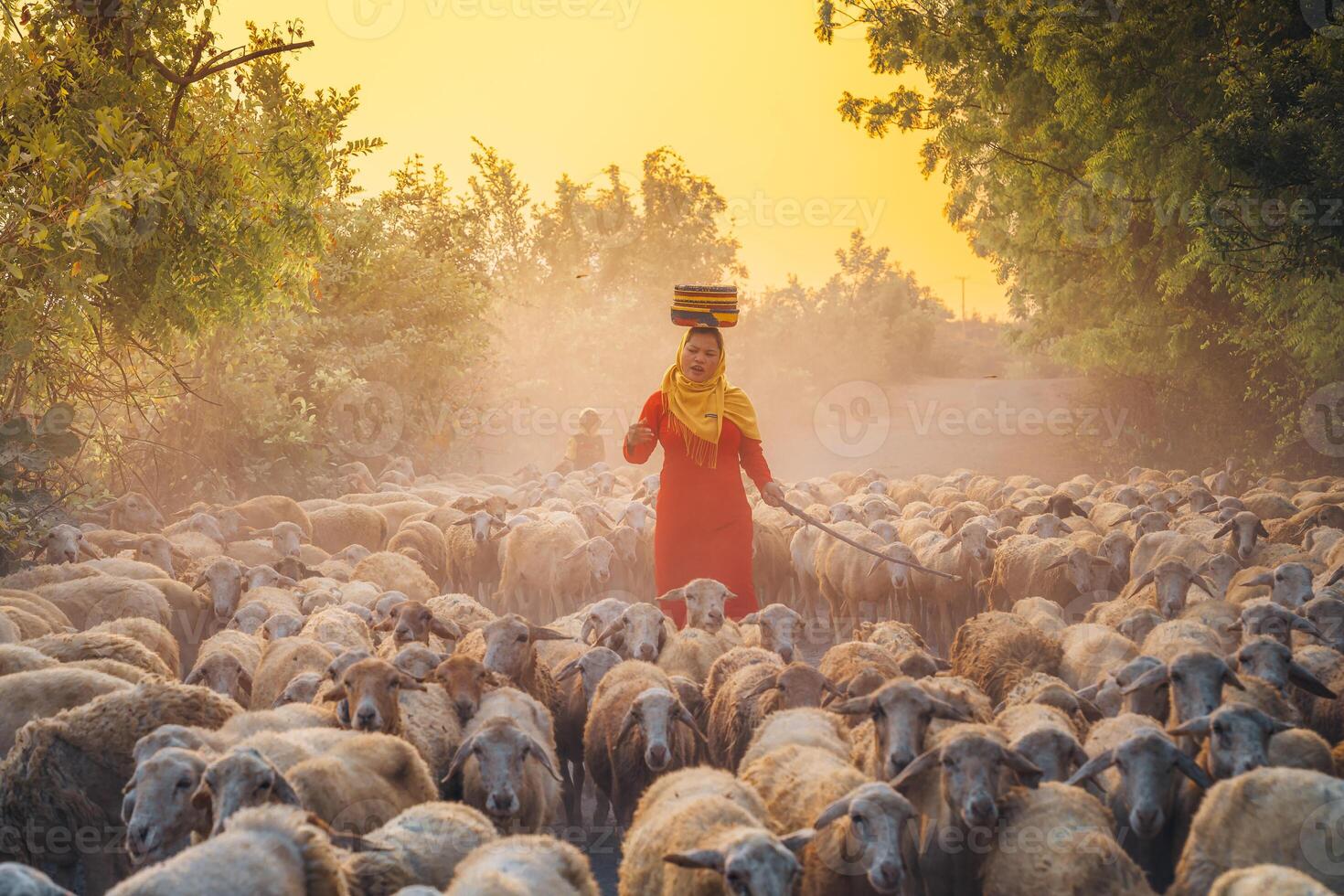 un local mujer y un grande oveja rebaño volviendo a el granero en el atardecer, después un día de alimentación en el montañas en ninh Thuan provincia, Vietnam. foto